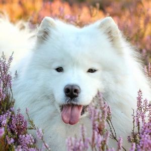 Meet your Posher, Avery